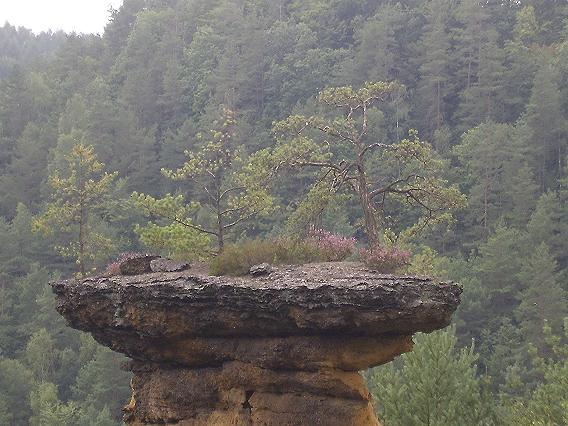 Pokličky.JPG